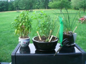 Herbs planted in pots