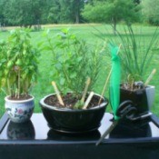 Herbs planted in pots