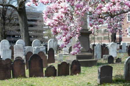 tombstones in a cemetery