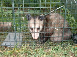 possum in a trap