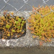 succulents growing in two openings