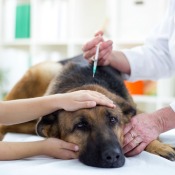 Pet Vaccination