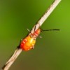 Tiny Orange Bug