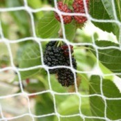 Berries Behind Bird Netting