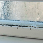 Mold on Window Seals