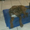 brown puppy with white chest on blue mat