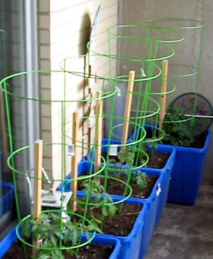 totes with tomato cages