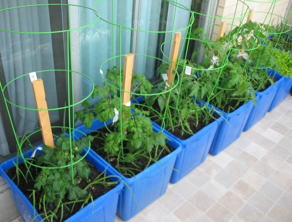 Growing Vegetables in Containers | ThriftyFun