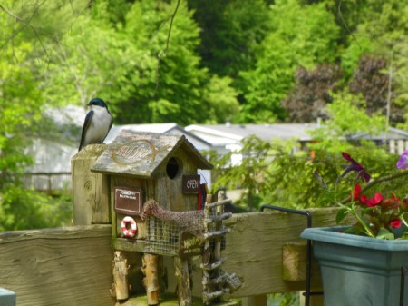 New Tenants in the Birdhouse