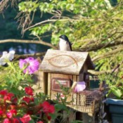 New Tenants in the Birdhouse