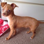 small brown and white dog