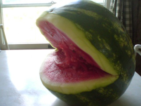 Summer Shark Fruit Bowl