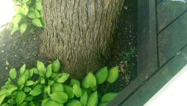 closeup of tree bark