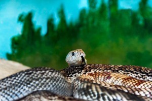 Florida pine snake