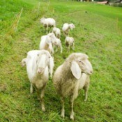 sheep grazing in mountains
