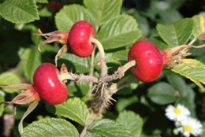 ripening rose hips