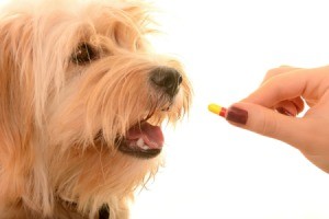 Dog Calcium Supplement