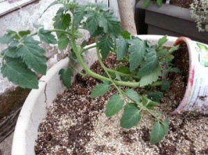tomato plant on its side 2
