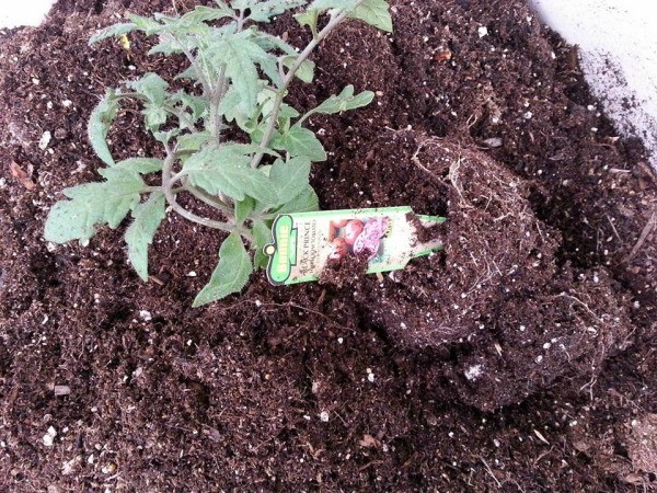 tomato plant on its side 3