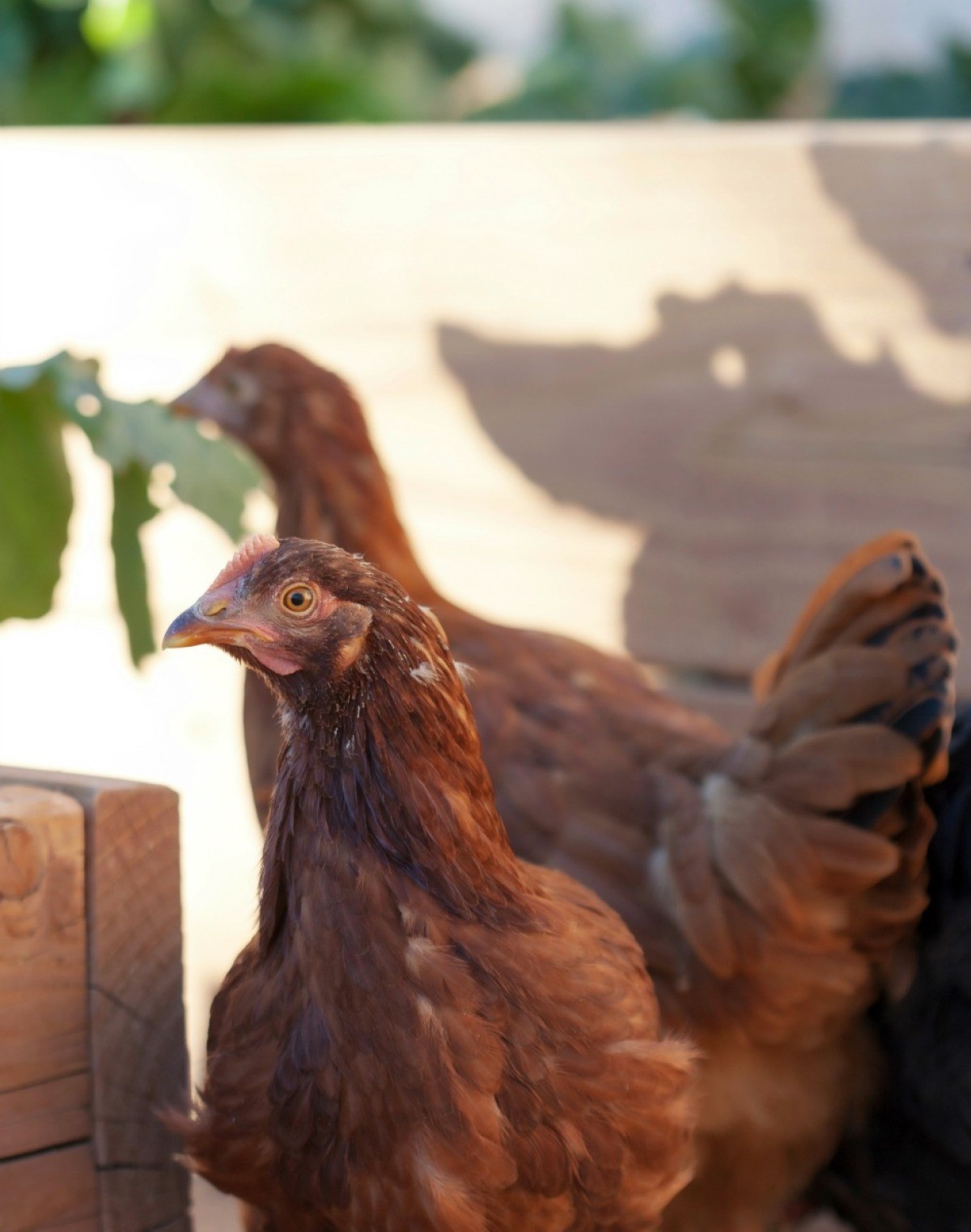 Treating a Chicken With Heatstroke ThriftyFun