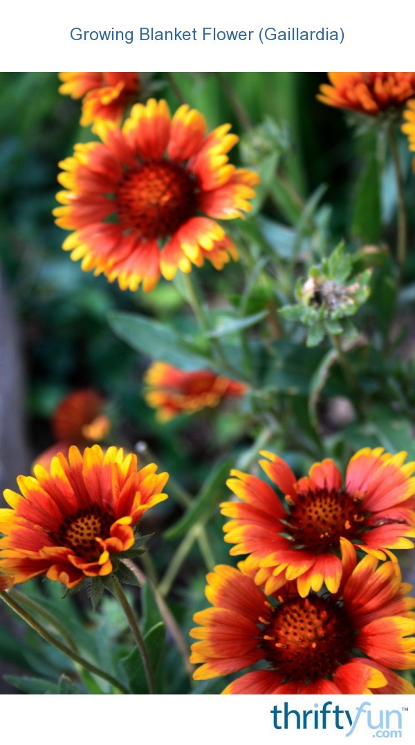 Growing Blanket Flower (Gaillardia) ThriftyFun