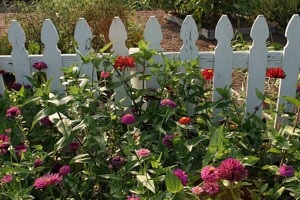 flowers blooming against picket fence