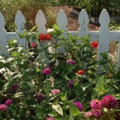 flowers blooming against picket fence