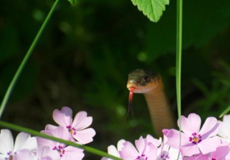 A Snake In My Garden