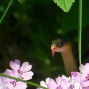 A Snake In My Garden