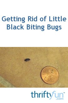 The Ultimate Hack For Getting Rid Of 1Mm Black Bugs - 88wronb