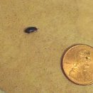 bug next to a penny