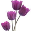 Four Purple Tulips