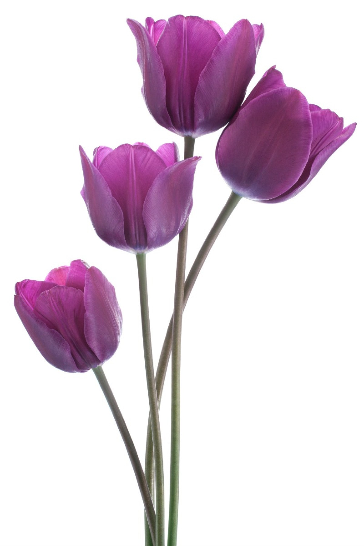 Tulip flower meaning