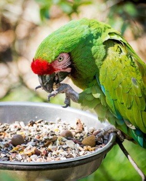 Pet Bird Seed