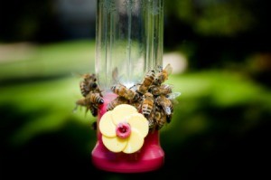 Hummingbird Feeder With Bees