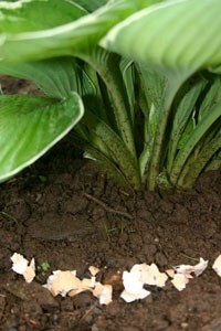 hosta with egg shells