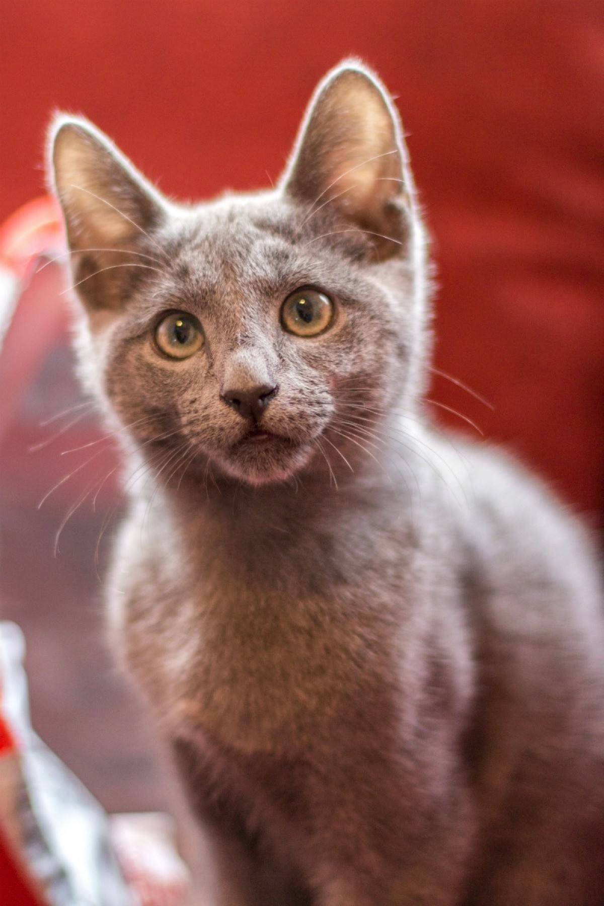 Identifying The Breed Of Your Cat ThriftyFun