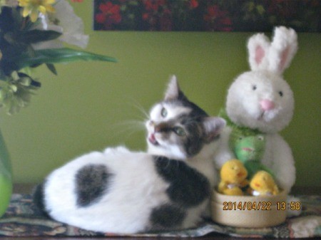 kitty with Easter bunny