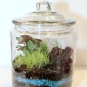 Making a Terrarium