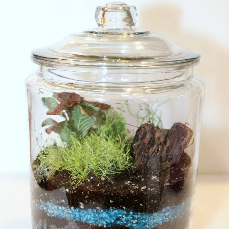 Making a Terrarium | ThriftyFun