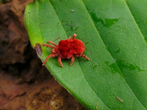 Chigger on Leaf