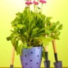 pink flowering plant in decorative pot with  small gardening tools