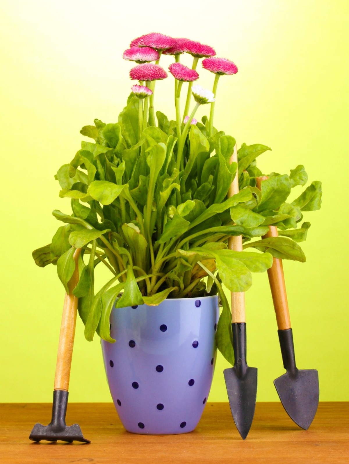 Holiday Gifts Ideas For Every Gardener ThriftyFun