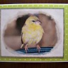 bird note card