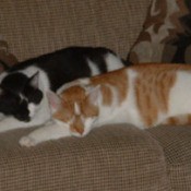 Petey and Ralphy - Cats