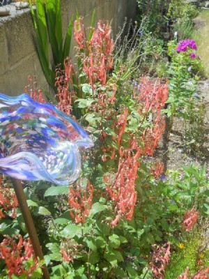 view down garden of fuchsia with other plantings