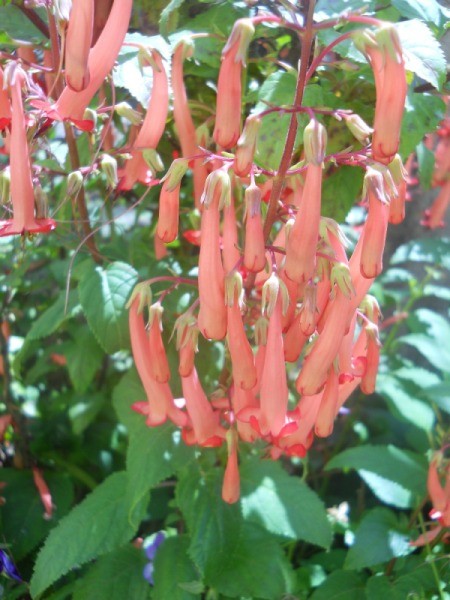 closeup of red blooms