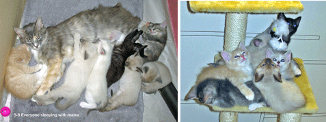 more Bon Bon and kittens on cat tree