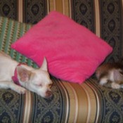 Folly (Chihuahua) and Dos (kitten)