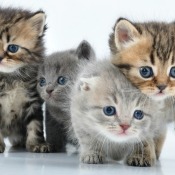kittens on white background